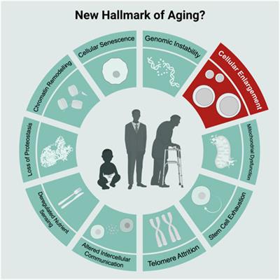 Cellular enlargement - A new hallmark of aging?